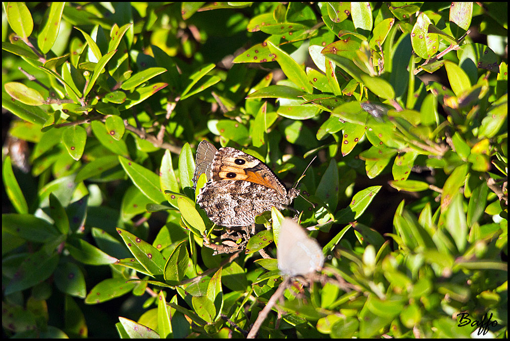 Farfalla da identificare